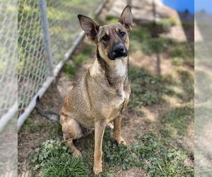 German Shepherd Dog-Unknown Mix Dogs for adoption in Modesto, CA, USA