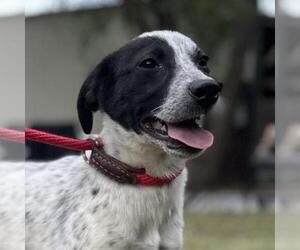 Mutt Dogs for adoption in Yardley, PA, USA