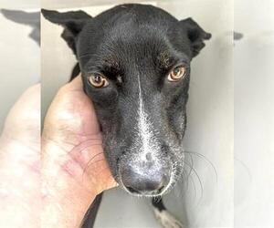 American Pit Bull Terrier-Unknown Mix Dogs for adoption in Houston, TX, USA