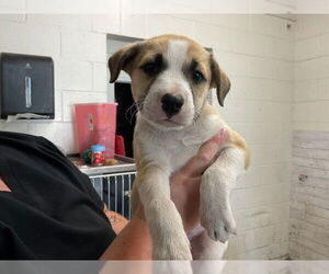 German Shepherd Dog-Unknown Mix Dogs for adoption in San Bernardino, CA, USA