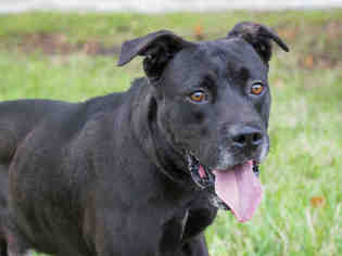Lab-Pointer Dogs for adoption in Fort Lauderdale, FL, USA