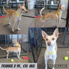 Chihuahua Dogs for adoption in Mesa, AZ, USA