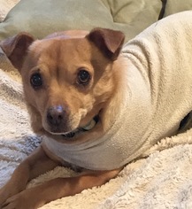 Chiweenie Dogs for adoption in Petaluma, CA, USA