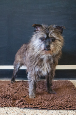 Cairn Terrier Dogs for adoption in St. Bonifacius, MN, USA