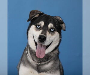Siberian Husky Dogs for adoption in Pasadena, CA, USA