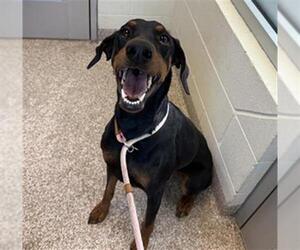 Doberman Pinscher Dogs for adoption in Pueblo, CO, USA