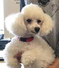 Poodle (Toy) Dogs for adoption in North Richland Hills, TX, USA