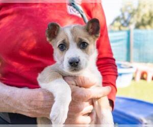 Australian Shepherd-Unknown Mix Dogs for adoption in El Cajon, CA, USA