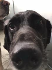 Labrador Retriever Dogs for adoption in Truckee, CA, USA