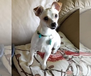 Chihuahua Dogs for adoption in Lansing, MI, USA