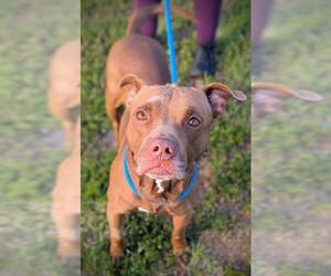 American Staffordshire Terrier-Unknown Mix Dogs for adoption in Fort Lauderdale, FL, USA