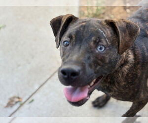 American Pit Bull Terrier Dogs for adoption in Tulsa, OK, USA