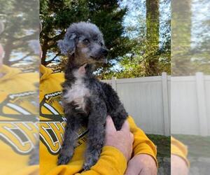 Poodle (Miniature)-Unknown Mix Dogs for adoption in Cary, NC, USA