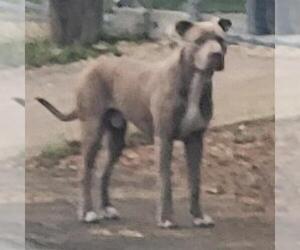 American Staffordshire Terrier-Unknown Mix Dogs for adoption in San Antonio, TX, USA