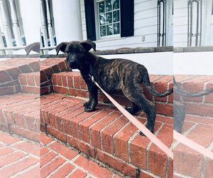Dutch Shepherd -Mountain Cur Mix Dogs for adoption in Columbus, NC, USA