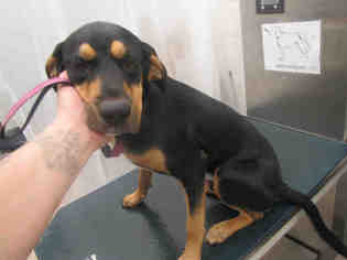 Medium Photo #12 Black and Tan Coonhound-Unknown Mix Puppy For Sale in Mobile, AL, USA