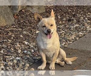 Chihuahua-Unknown Mix Dogs for adoption in Santa Rosa, CA, USA