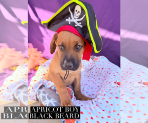 Mutt Dogs for adoption in Goodyear, AZ, USA