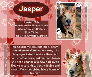 Mutt Dogs for adoption in Rancho Cordova, CA, USA