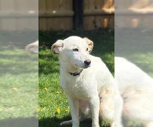 Labrador Retriever-Unknown Mix Dogs for adoption in Brewster, MA, USA