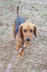 Bagle Hound Dogs for adoption in Fond du Lac, WI, USA