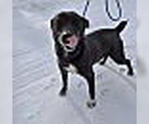 Mutt Dogs for adoption in Monterey, VA, USA