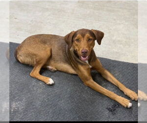 Retriever -Unknown Mix Dogs for adoption in Oakhurst, NJ, USA