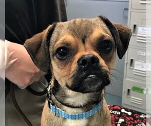 Puggle Dogs for adoption in Chico, CA, USA