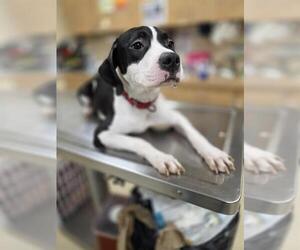 American Pit Bull Terrier Dogs for adoption in Center Township, PA, USA