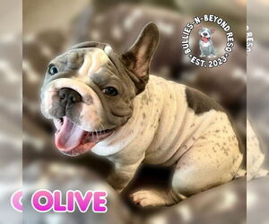 Medium Photo #2 French Bulldog Puppy For Sale in Omaha, NE, USA