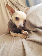 Medium Photo #1 Chihuahua Puppy For Sale in Mankato, MN, USA