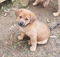 Labrador Retriever Dogs for adoption in Nesbit, MS, USA