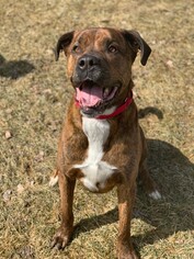 Mastiff-Unknown Mix Dogs for adoption in Howell, MI, USA