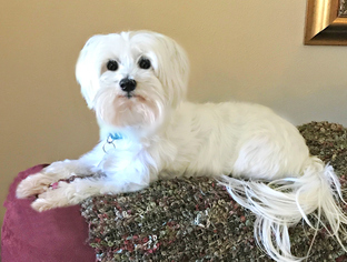 Medium Photo #1 Maltese Puppy For Sale in Little Rock, AR, USA