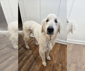 Great Pyrenees-Unknown Mix Dogs for adoption in Thomasville, NC, USA