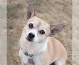 Jack Chi Dogs for adoption in Kanab, UT, USA