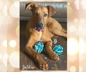 Mutt Dogs for adoption in Duluth, MN, USA