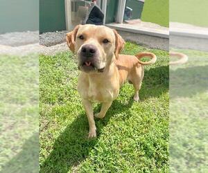 Labrador Retriever-Unknown Mix Dogs for adoption in Naples, FL, USA