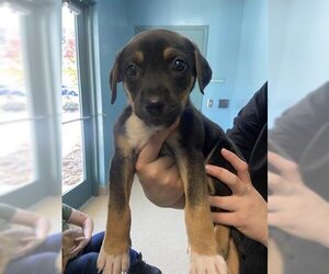 Labrador Retriever Dogs for adoption in Newton, NC, USA