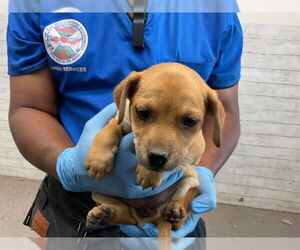 American Pit Bull Terrier Dogs for adoption in San Bernardino, CA, USA