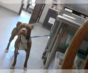 American Pit Bull Terrier Dogs for adoption in Fayetteville, NC, USA