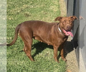 Medium Photo #1 Mutt Puppy For Sale in Riverside, CA, USA