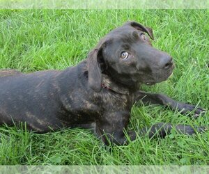 Catahoula Leopard Dog-Labrador Retriever Mix Dogs for adoption in Grovertown, IN, USA
