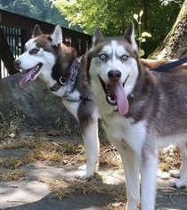 Siberian Husky Dogs for adoption in Pottstown, PA, USA