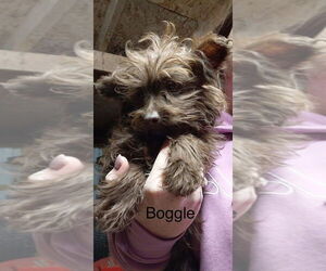 Mutt Dogs for adoption in Studio City, CA, USA