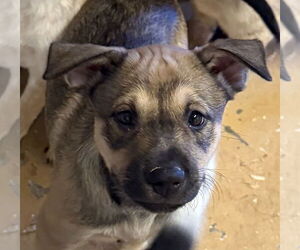 Labrador Retriever-Unknown Mix Dogs for adoption in Woodland, CA, USA