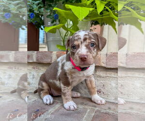 Catahoula Leopard Dog-Unknown Mix Dogs for adoption in New Orleans, LA, USA