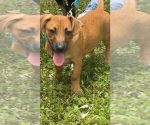Mutt Dogs for adoption in Royal Palm Beach, FL, USA