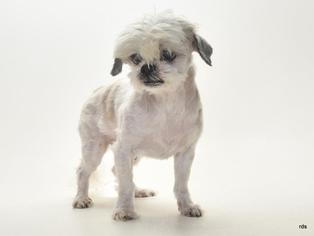 Shih Tzu Dogs for adoption in Burbank, CA, USA