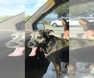 Mutt Dogs for adoption in Sebring, FL, USA